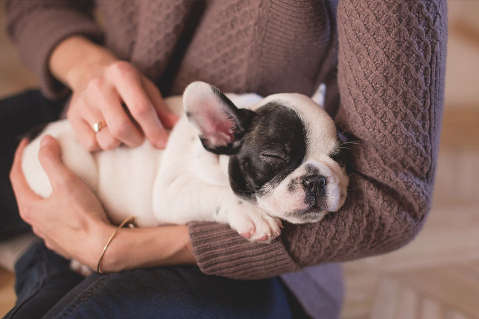 Celebrating National Puppy Day: Social Distancing Edition
