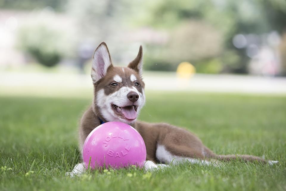 Common Misconceptions About Dog Toys