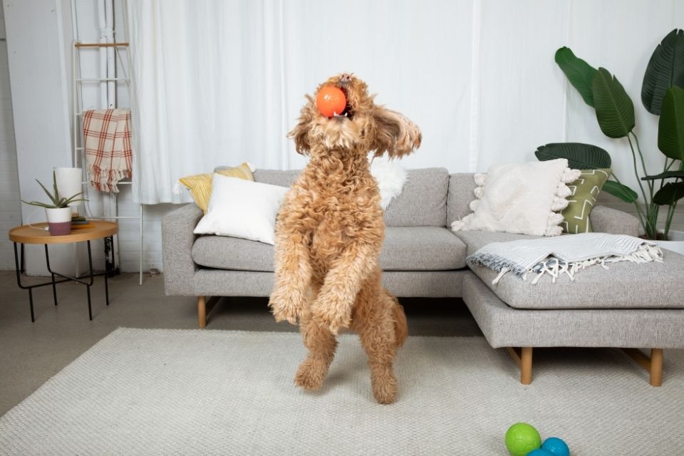 Creating a Dog-Friendly Play Area in Your Home
