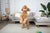 Creating a Dog-Friendly Play Area in Your Home