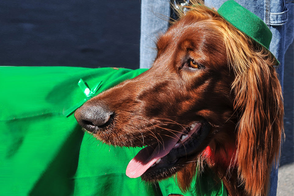 DIY Saint Patrick's Day Dog Treats