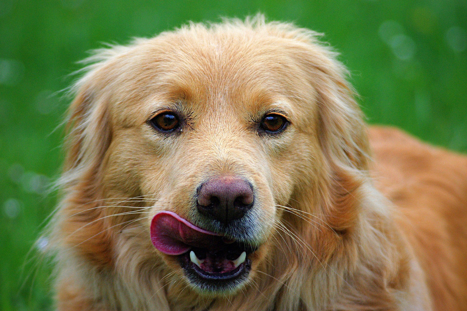 Dog Food Recall - December 2018