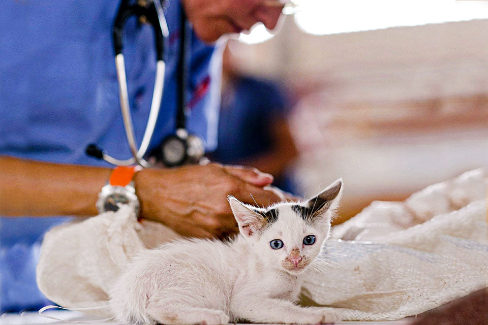 Does My Cat Need Heartworm Prevention?