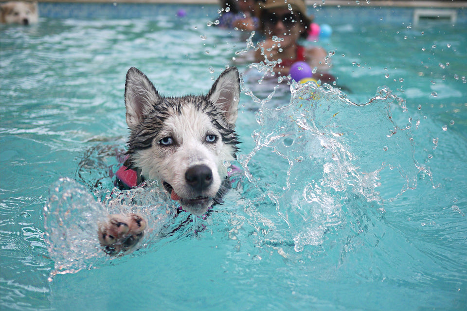 Dog Health Tips: Prevent Your Dog from Overheating this Summer