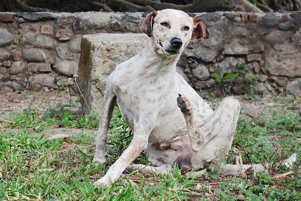Dry Skin Relief for Your Pup