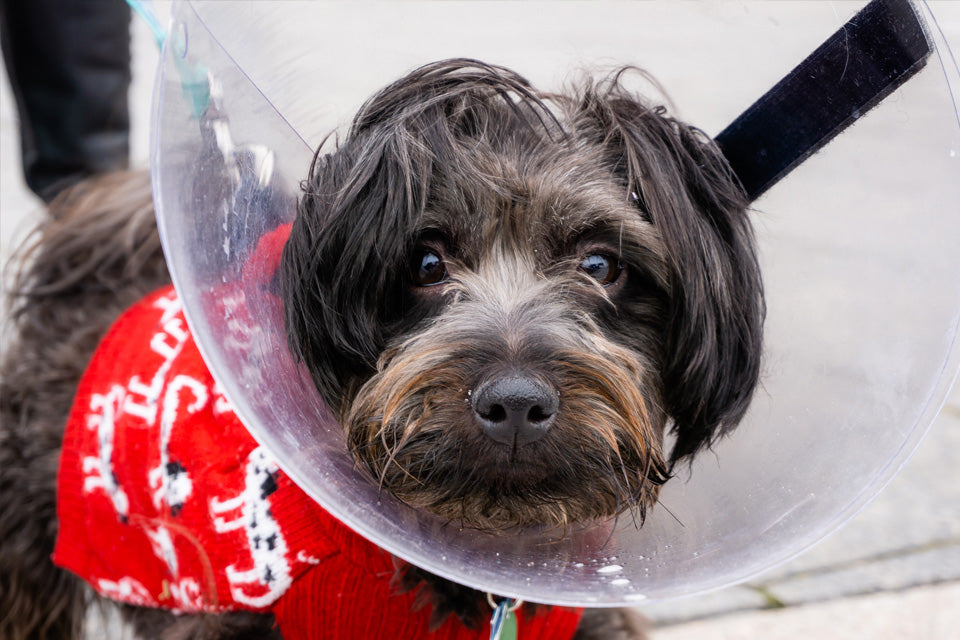 February 28th-World Spay Day