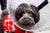 February 28th-World Spay Day