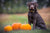 Fun Fall Activities For Dogs