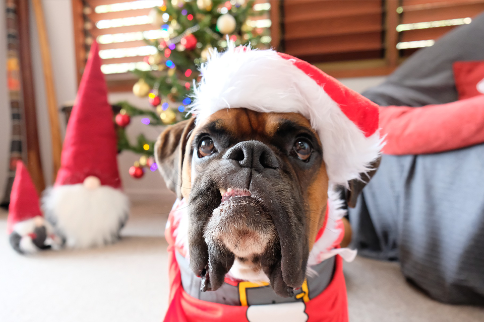 The Ultimate Jolly Pets Pawliday Gift Guide