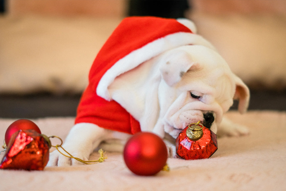 Giving a Puppy as a Gift: What you need to know about Christmas