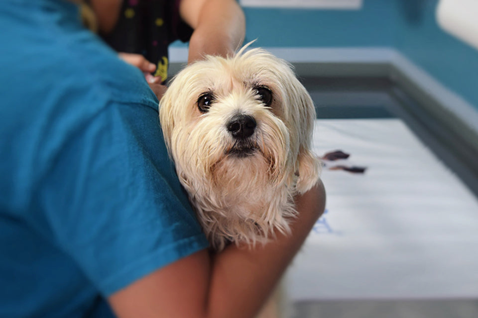 Health Benefits of Spaying and Neutering Your Dogs