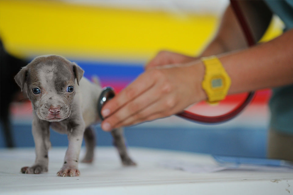 Heart Worm Prevention Starts Here