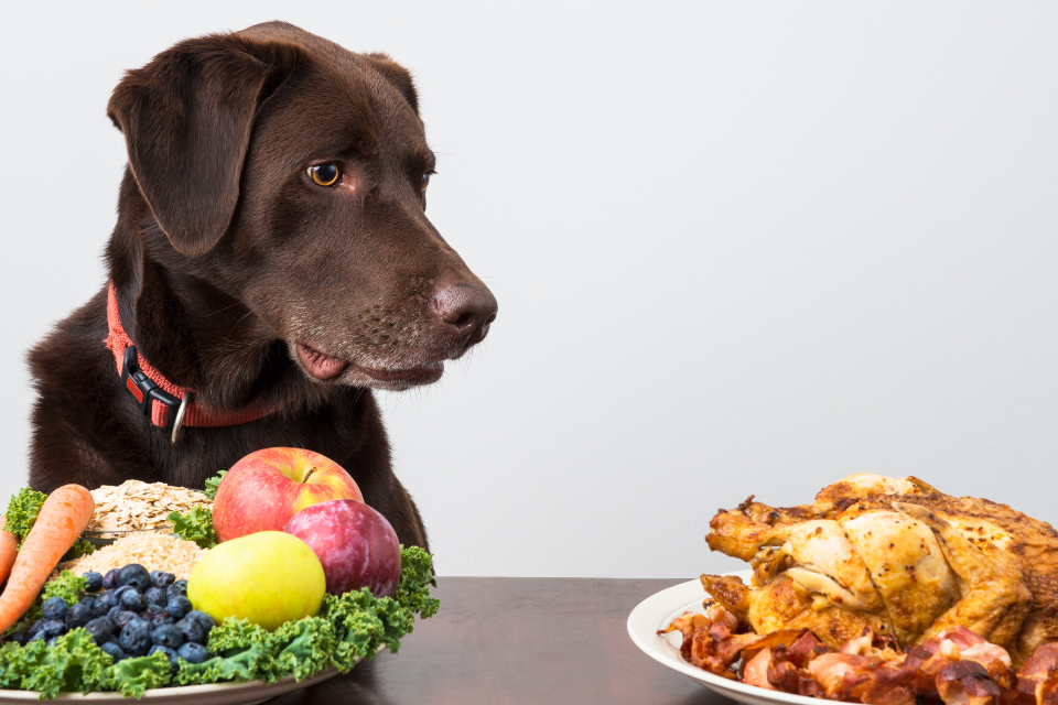 Holiday Pet Safety: What Are Safe and Unsafe Treats for your Pet?