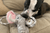 How To Choose The Best Squeaky Toy For Your Dog