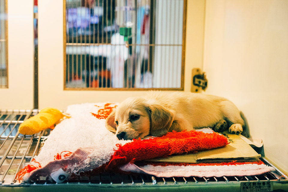 How You Can Help Your Local Shelter During Covid-19