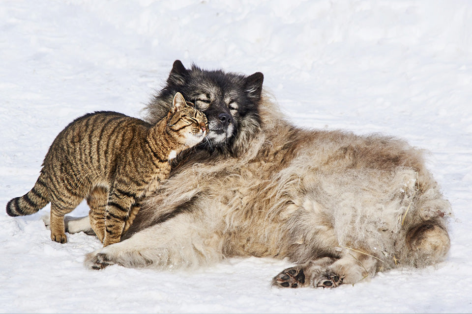 How to Introduce a Dog to a Cat