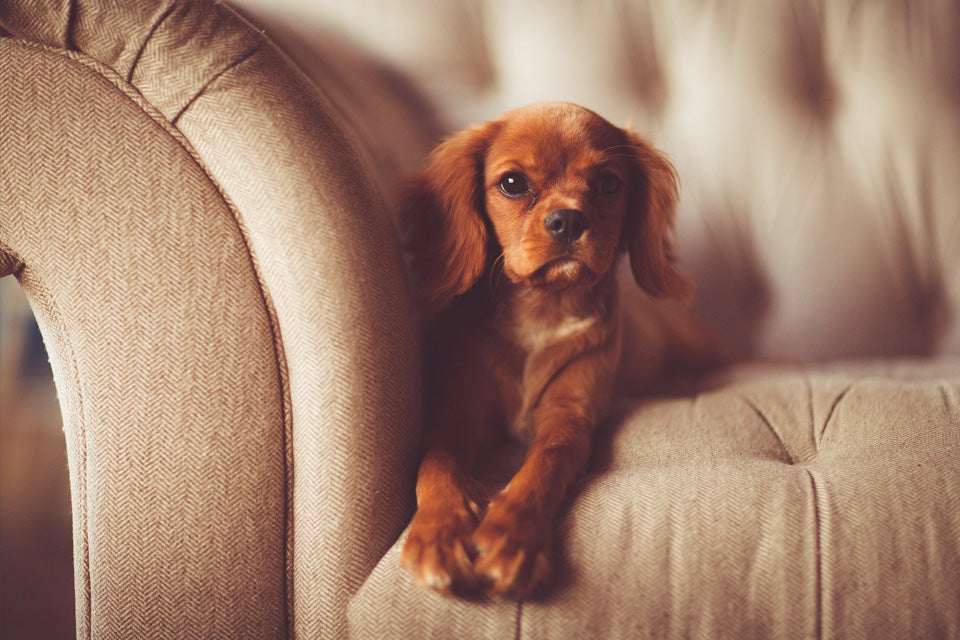 How to Keep Your Dog off The Couch