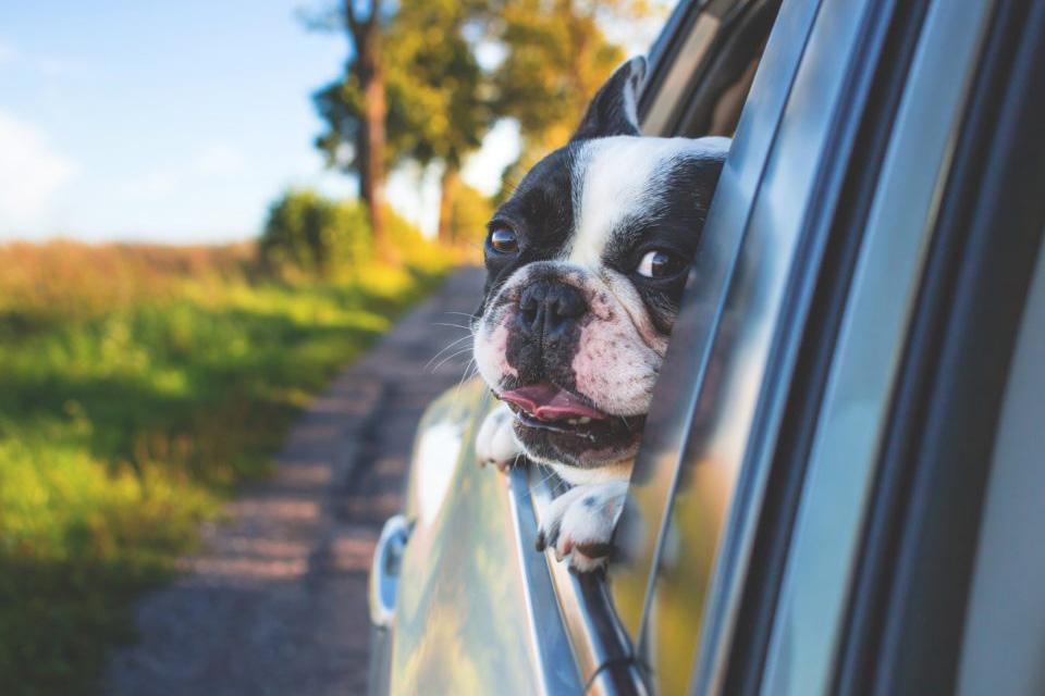 How to Make Your Dog Feel Comfortable on a Road Trip