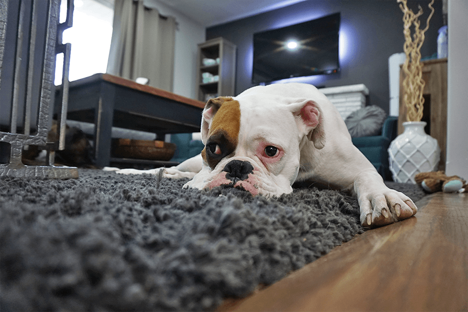How to Know If Your Dog Has Separation Anxiety
