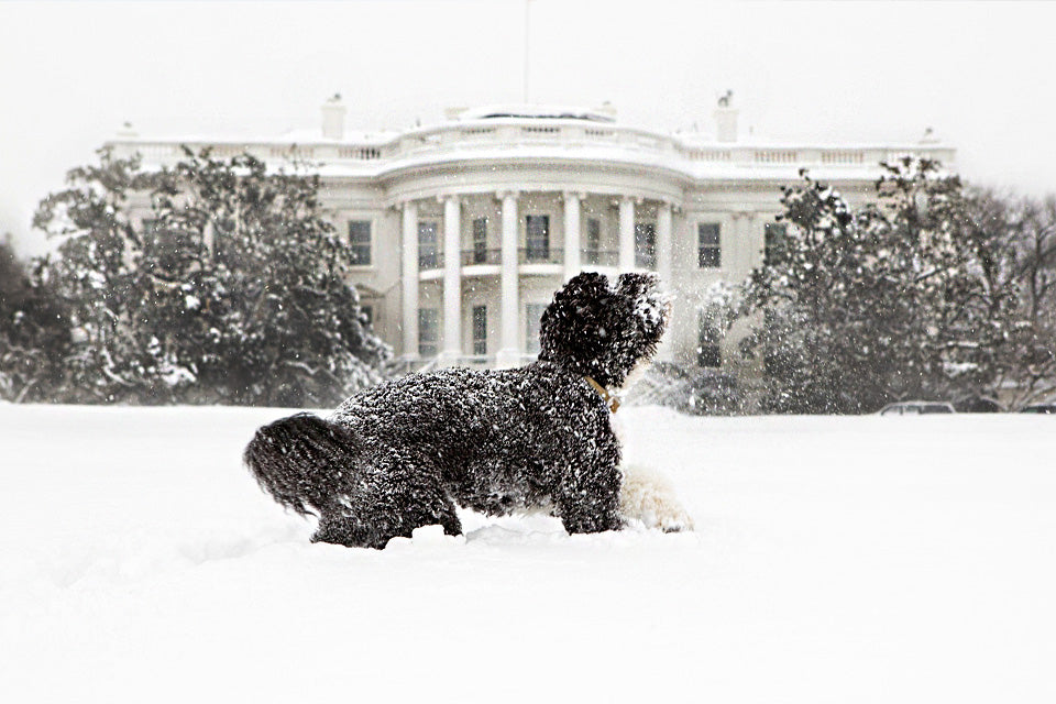 ICYMI September 23rd was Checkers Day AKA Dogs in Politics Day