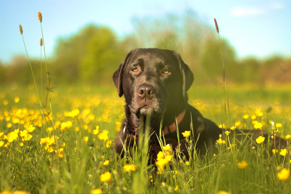 Identifying Seasonal Allergies in Dogs