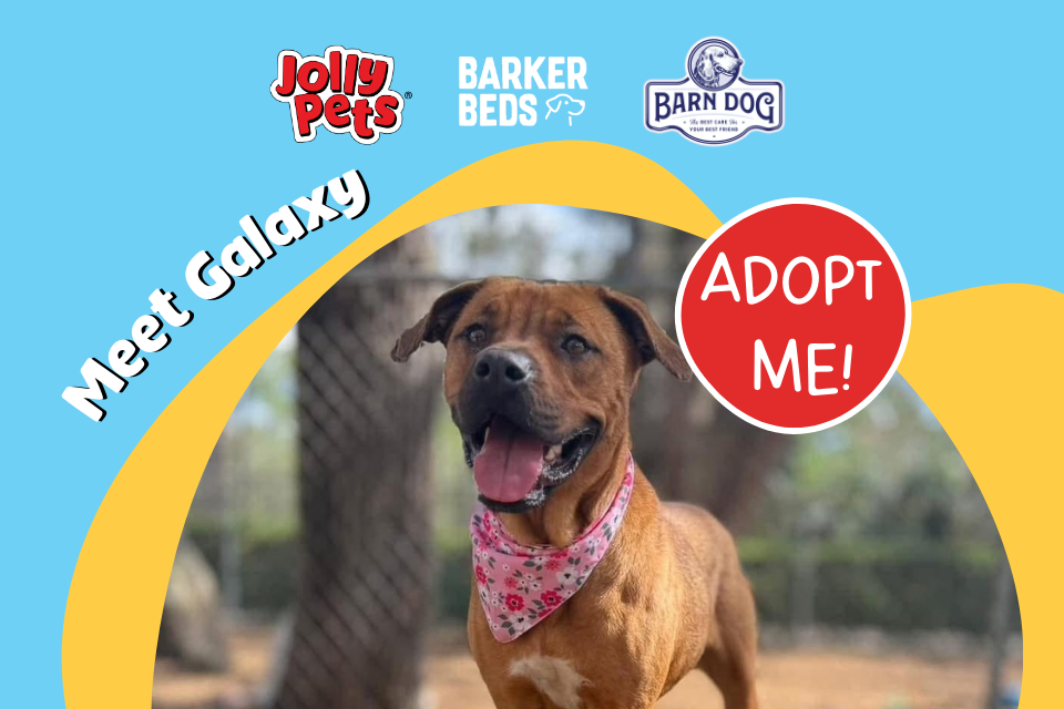 a graphic of Glalaxy the dog asking you to adopt her