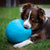 a dog biting a jolly soccer ball laying in a grassy yard