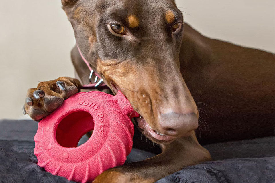 Jolly Pets Boredom-Breaker Guide