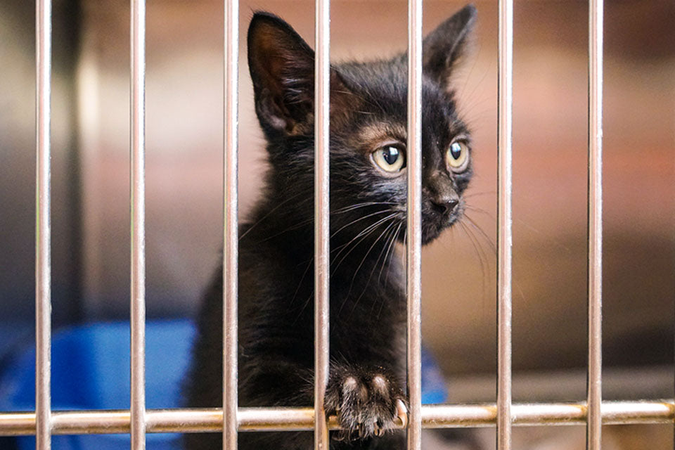 How You Can Help Your Local Shelter During Covid-19