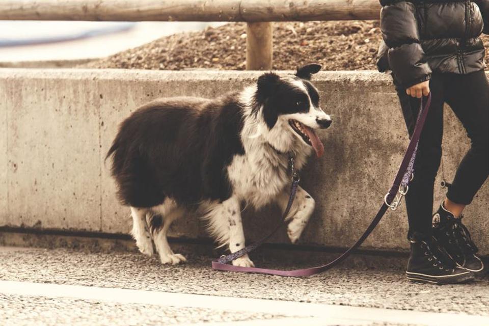 Leash Training Your Dog