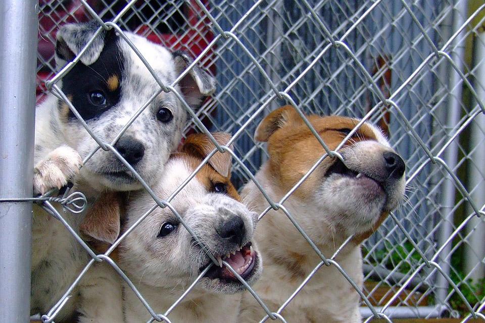 National Puppy Day