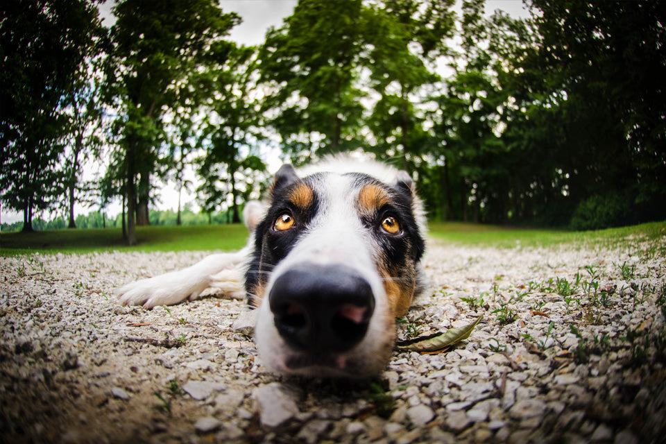 National Train Your Dog Month -Teach Your Dog to Lie Down