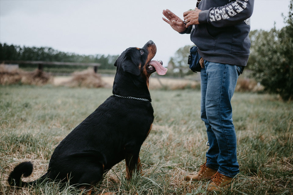 National Train Your Dog Month - Teach Your Dog To Stay