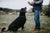 National Train Your Dog Month - Teach Your Dog To Stay
