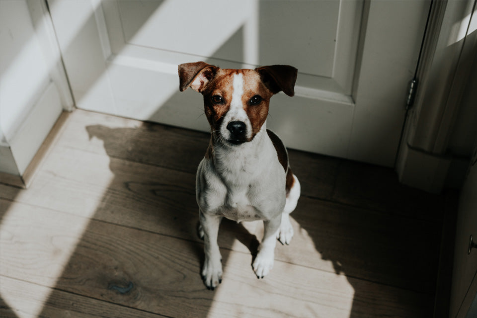National Train Your Dog Month - Teach Your Dog To Sit
