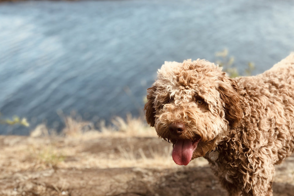 Newest Dog Breeds of 2015