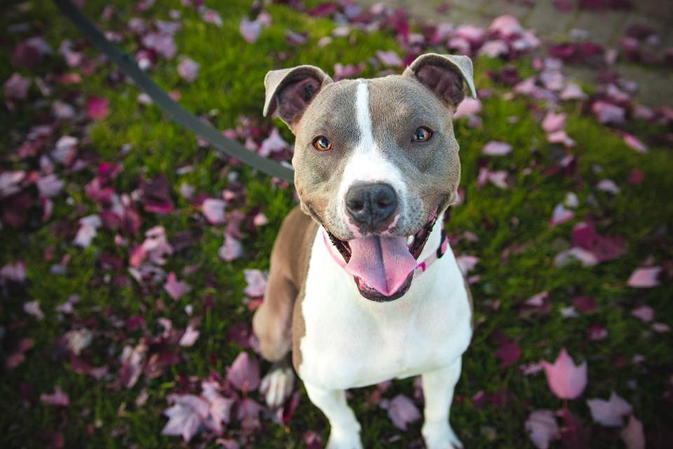October is Pit Bull Awareness Month!