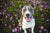 October is Pit Bull Awareness Month!