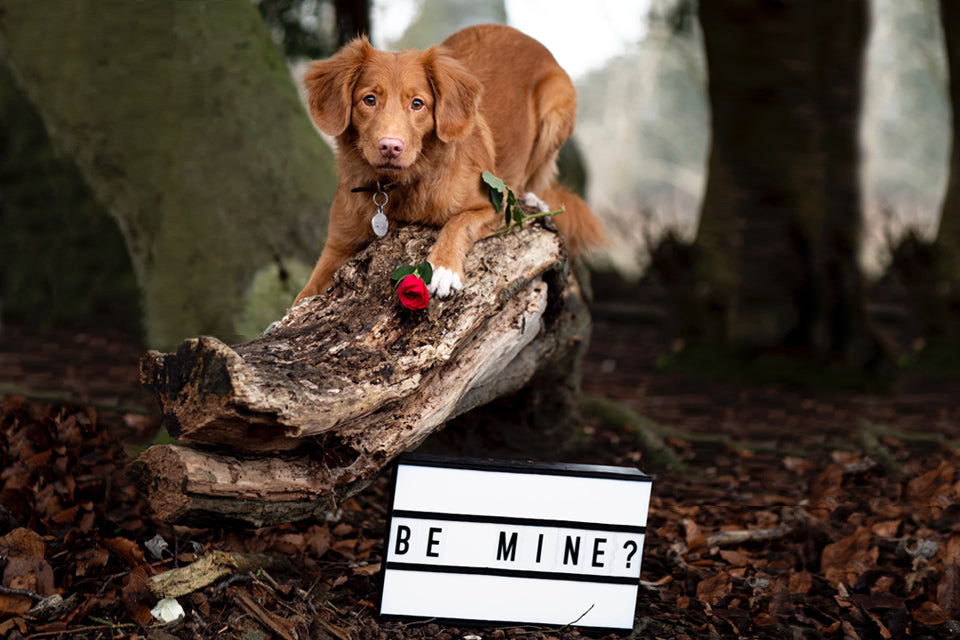 Peanut Butter Honey Hearts for Your Honey