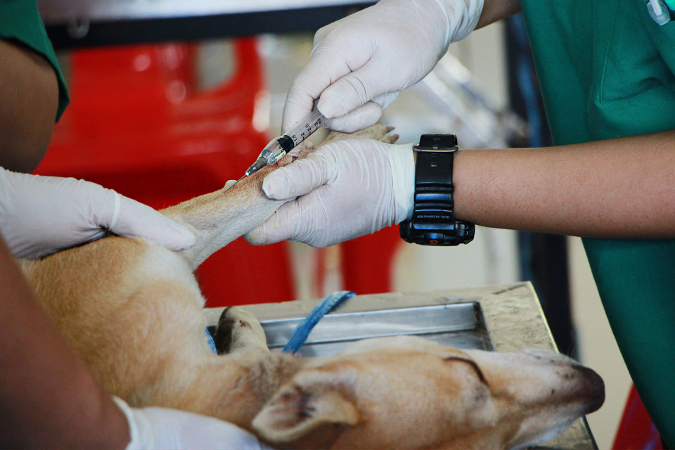 Pet Care on a Budget