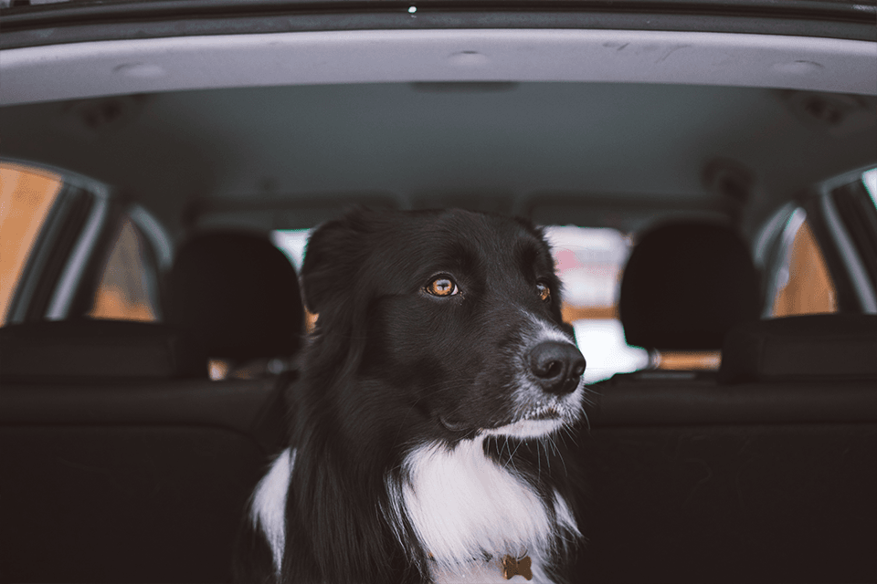 5 Travel Safety Tips for You and Your Dog