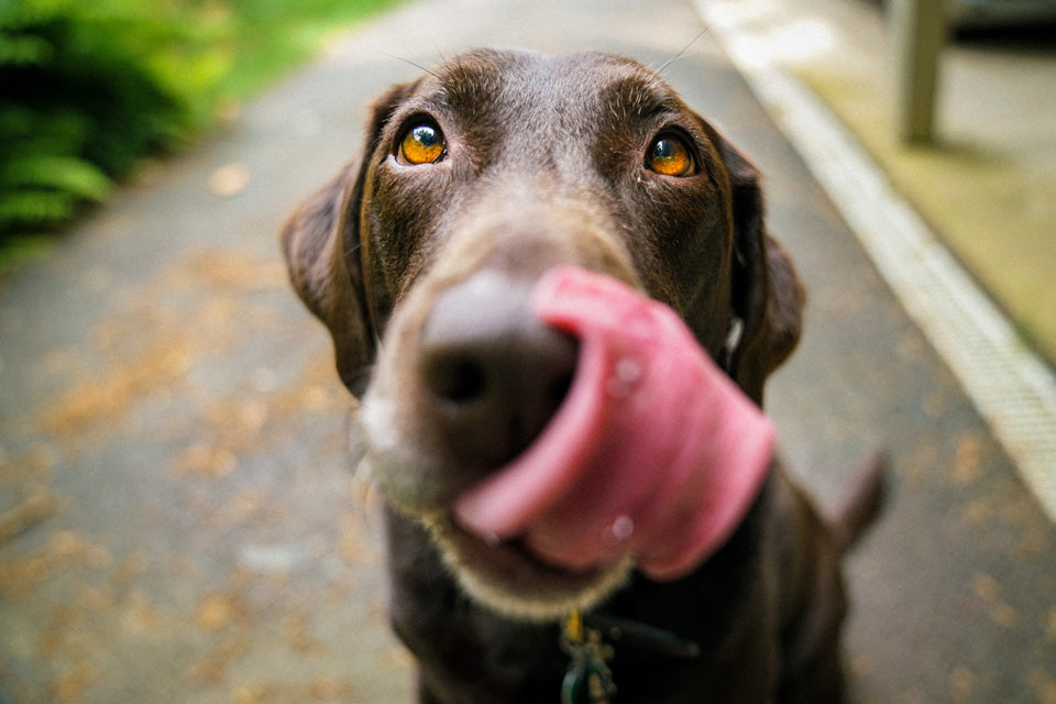 Raw Feeding: What's in Your Dog's Bowl?