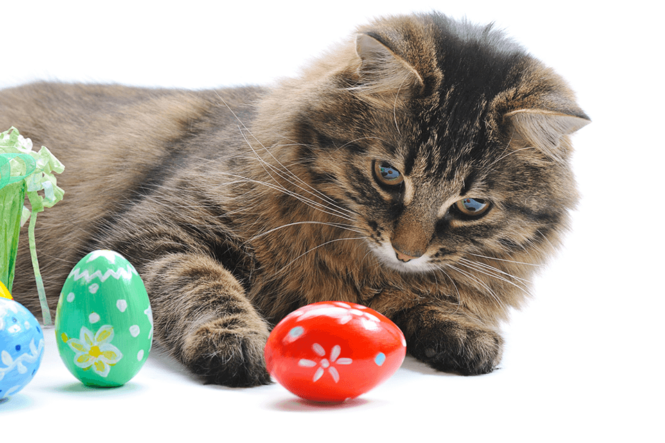 Cat with Easter Eggs