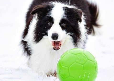 Winter Wellness Checklist For Busy Pet Parents