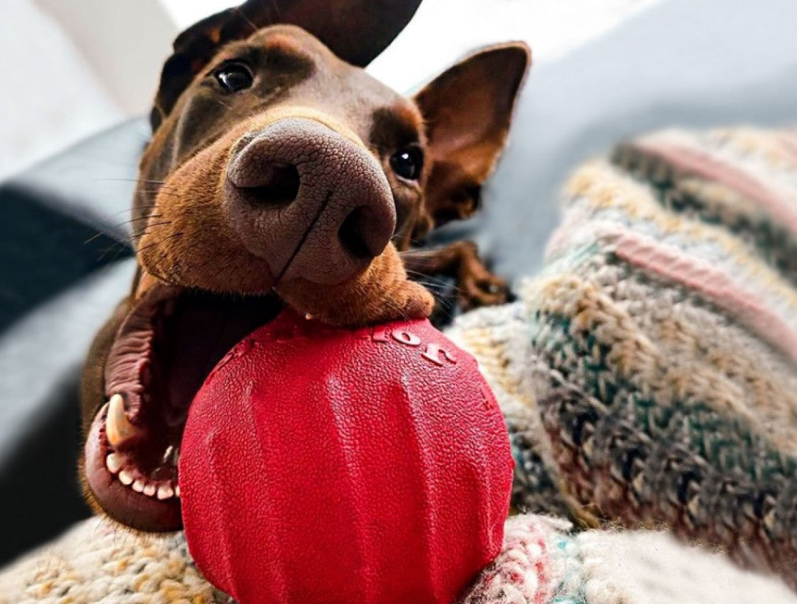 Easy Enrichment Ideas for Dogs Stuck Indoors