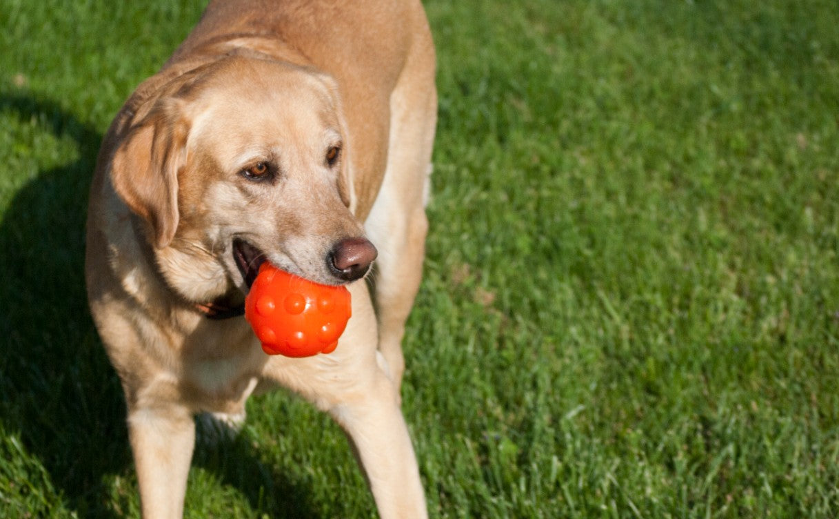 Creative Ways to Turn Mealtime Into Playtime for Dogs