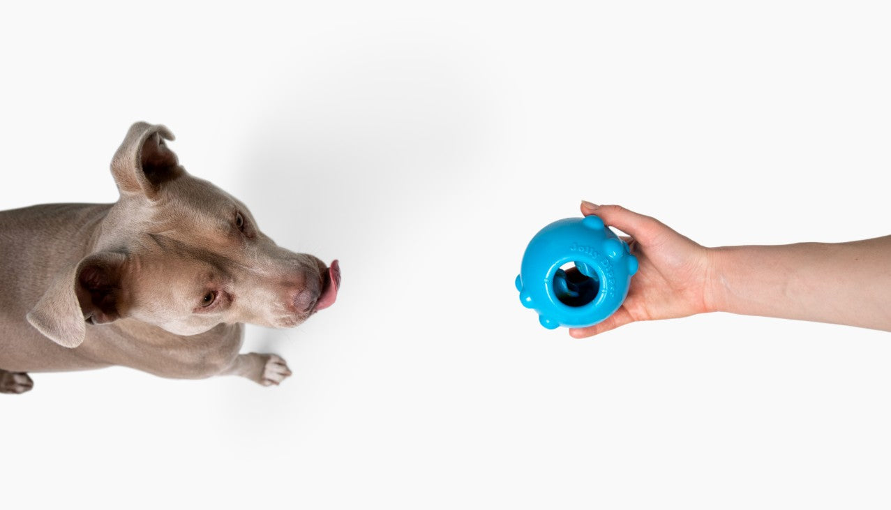 Scent-Based Games to Sharpen Your Dog’s Mind