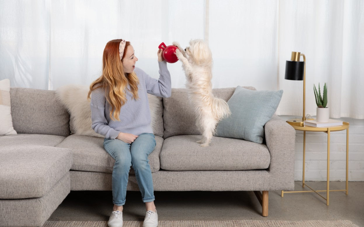 Building a Daily Fitness Routine for Your Dog