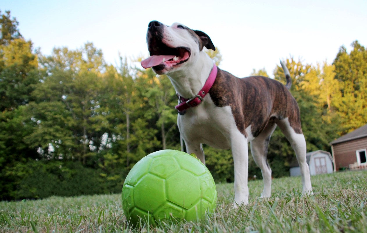 How Daily Play Helps Keep Your Dog’s Heart Healthy