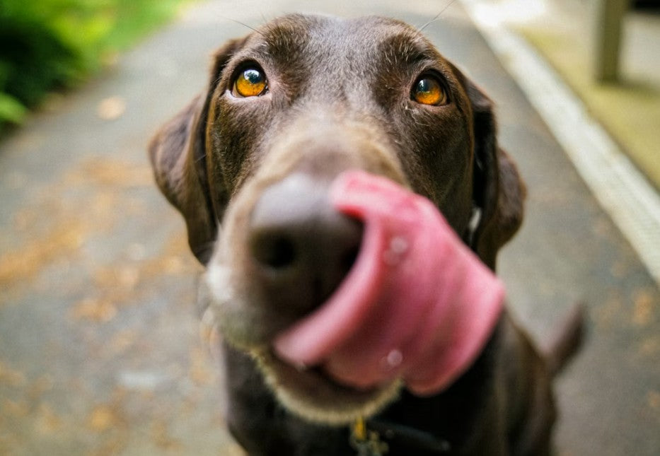 Fueling Play With Balanced Dog Nutrition